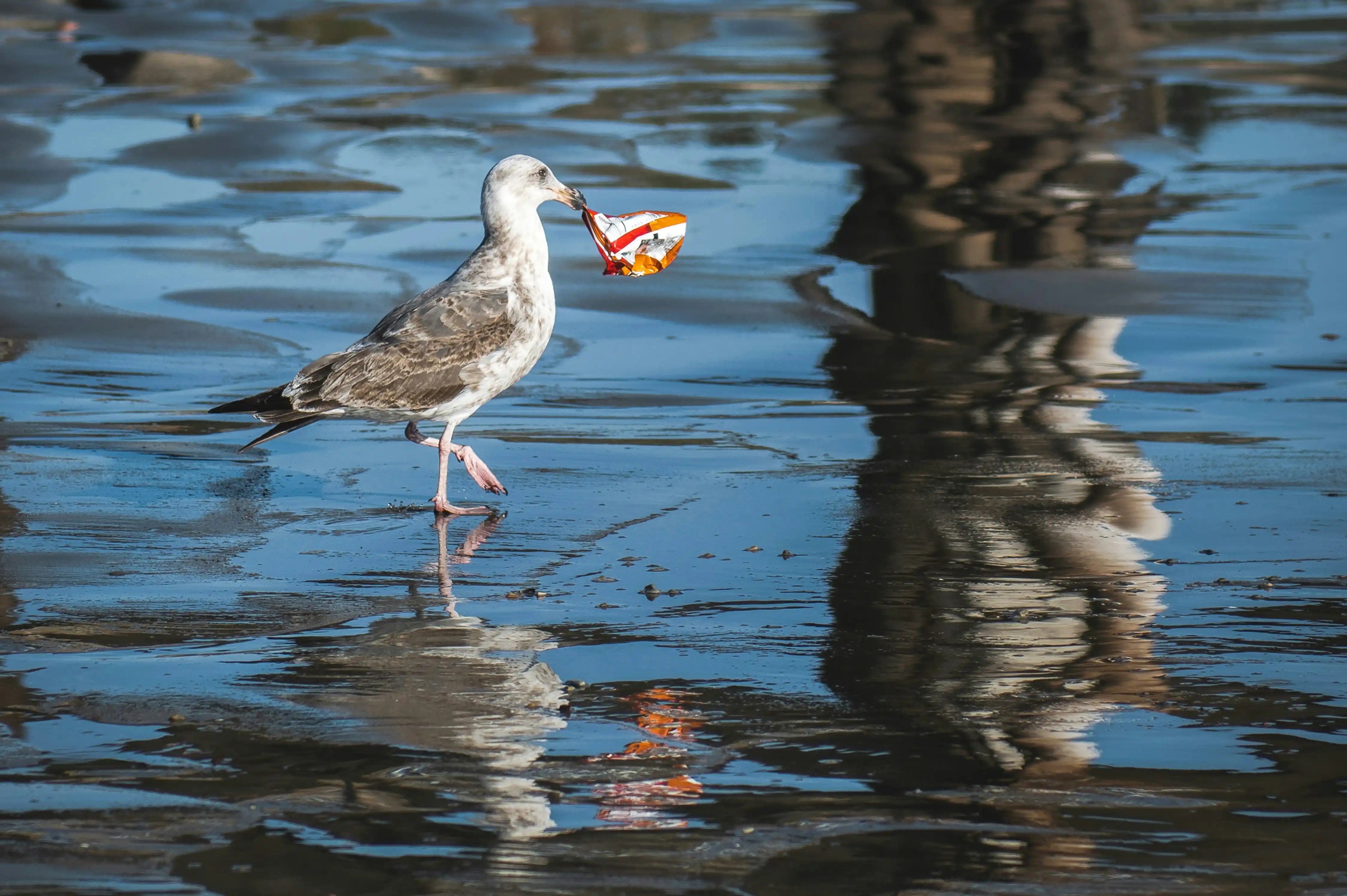 fauna contaminación